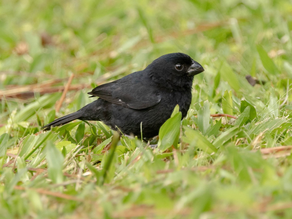 Variable Seedeater - ML639369377