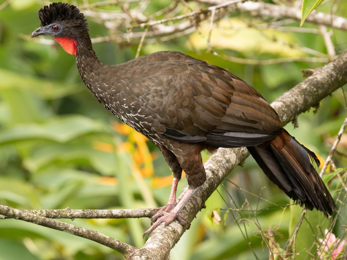 Crested Guan - ML639369405