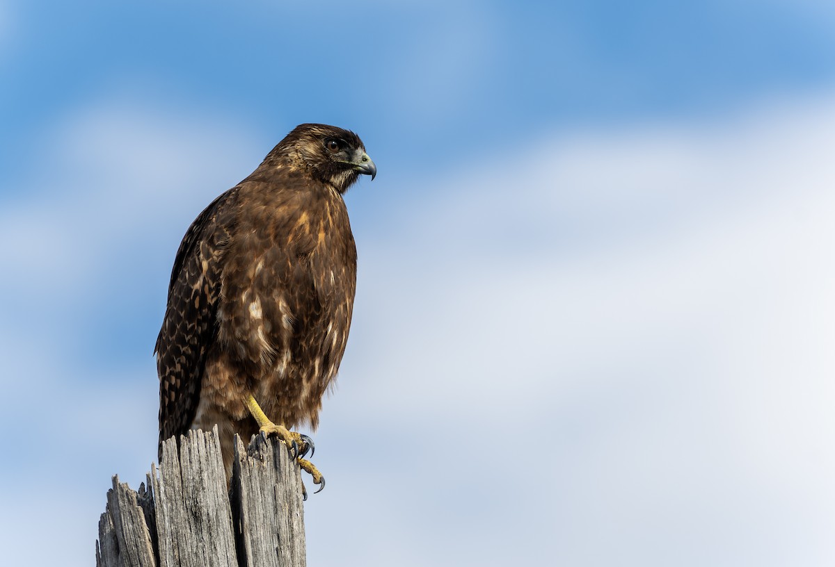 Rotrückenbussard - ML639369434