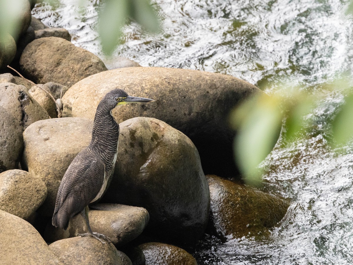 Fasciated Tiger-Heron - ML639369472