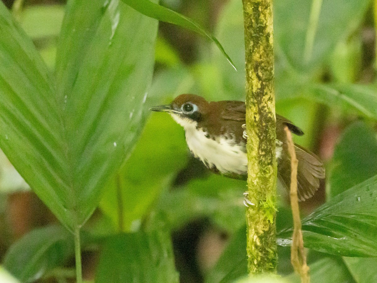 Bicolored Antbird - ML639369492