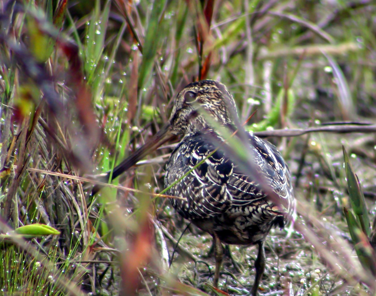 Pantanal Snipe - ML639369506