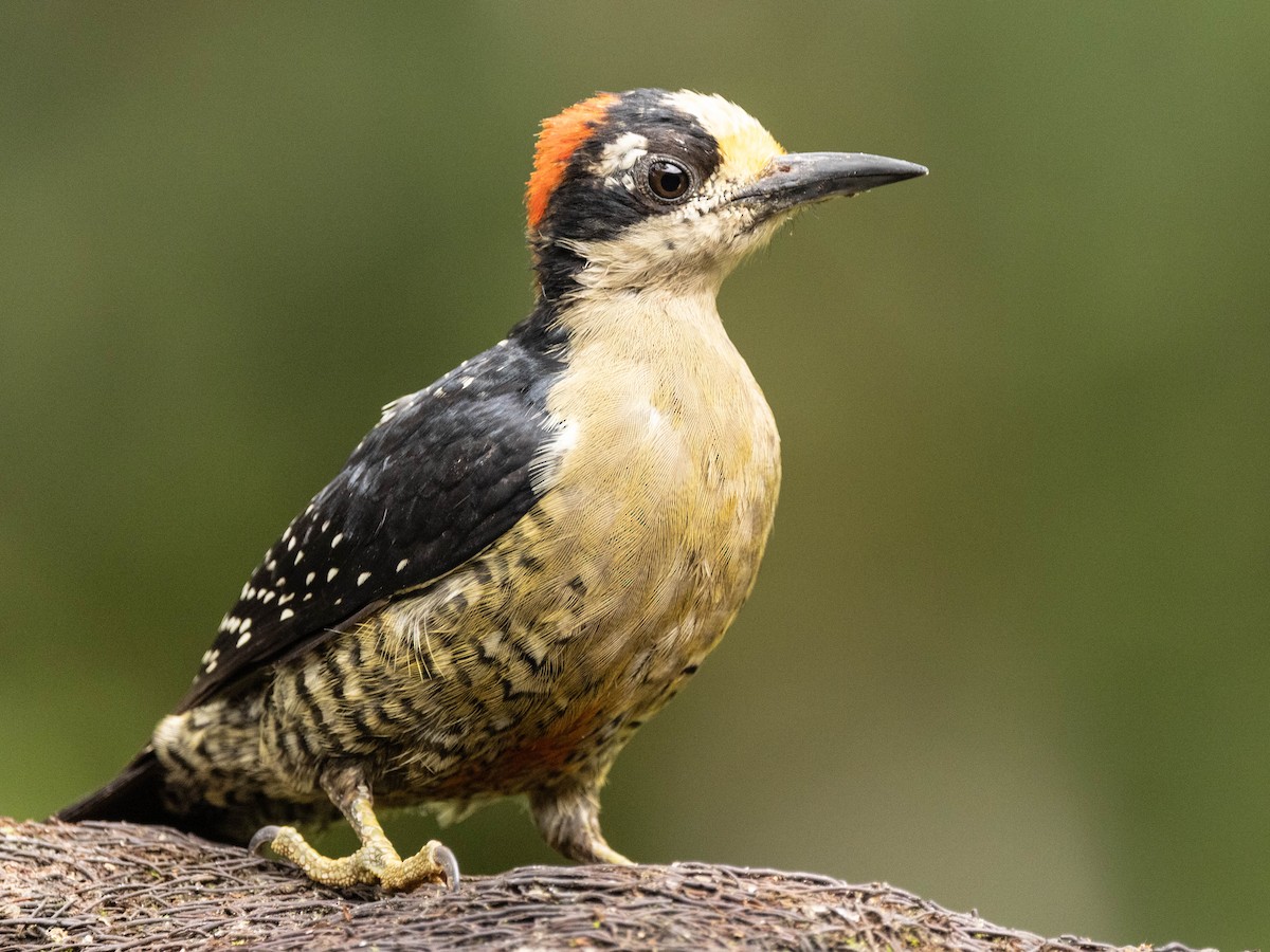 Black-cheeked Woodpecker - ML639369554