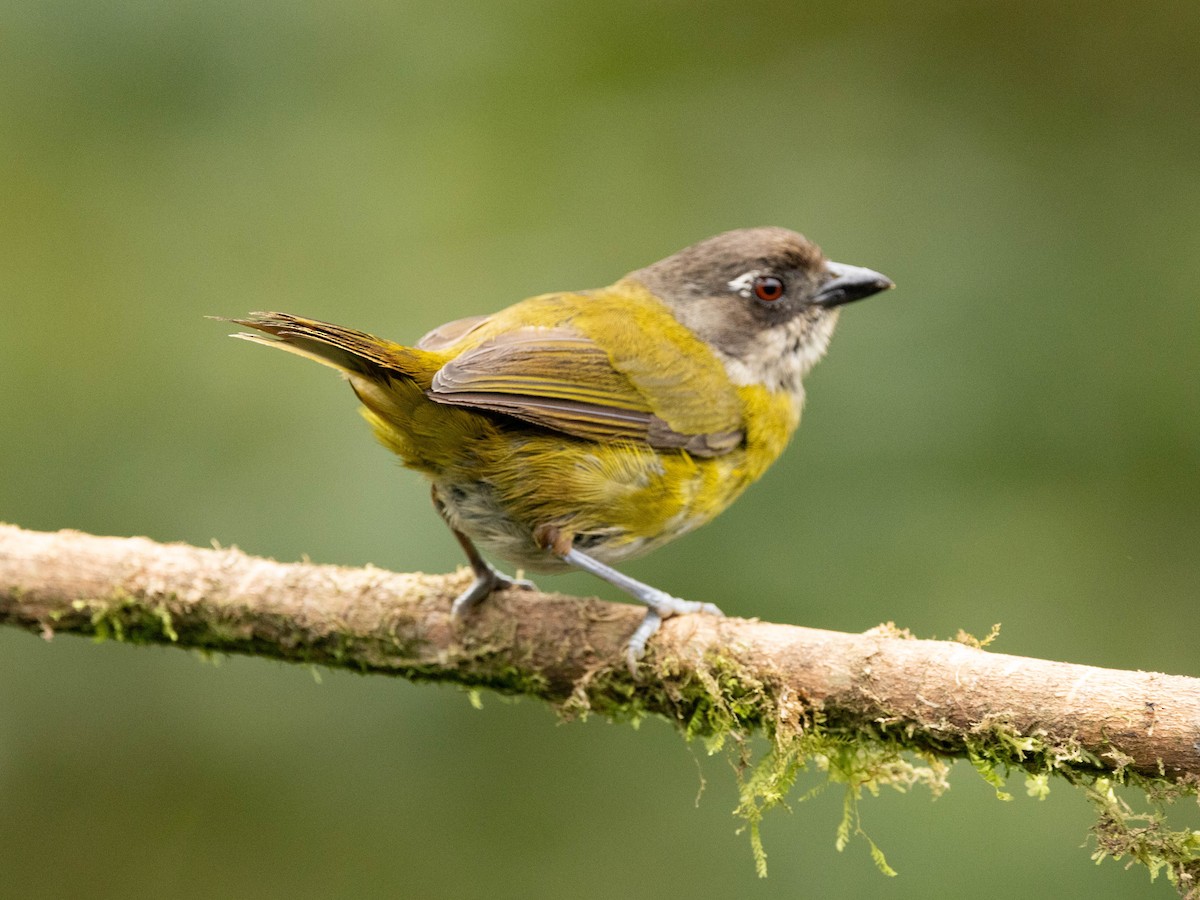 Common Chlorospingus - ML639369564