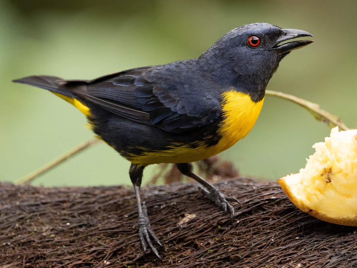 Blue-and-gold Tanager - ML639369578