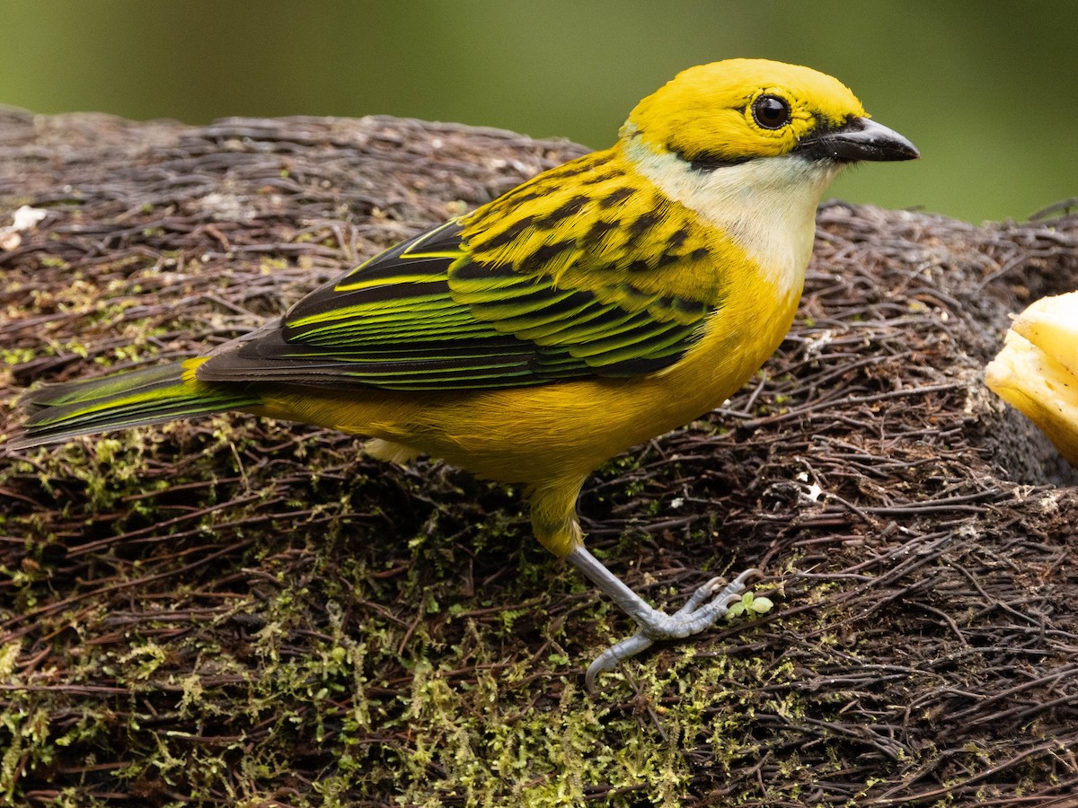 Silver-throated Tanager - ML639369585