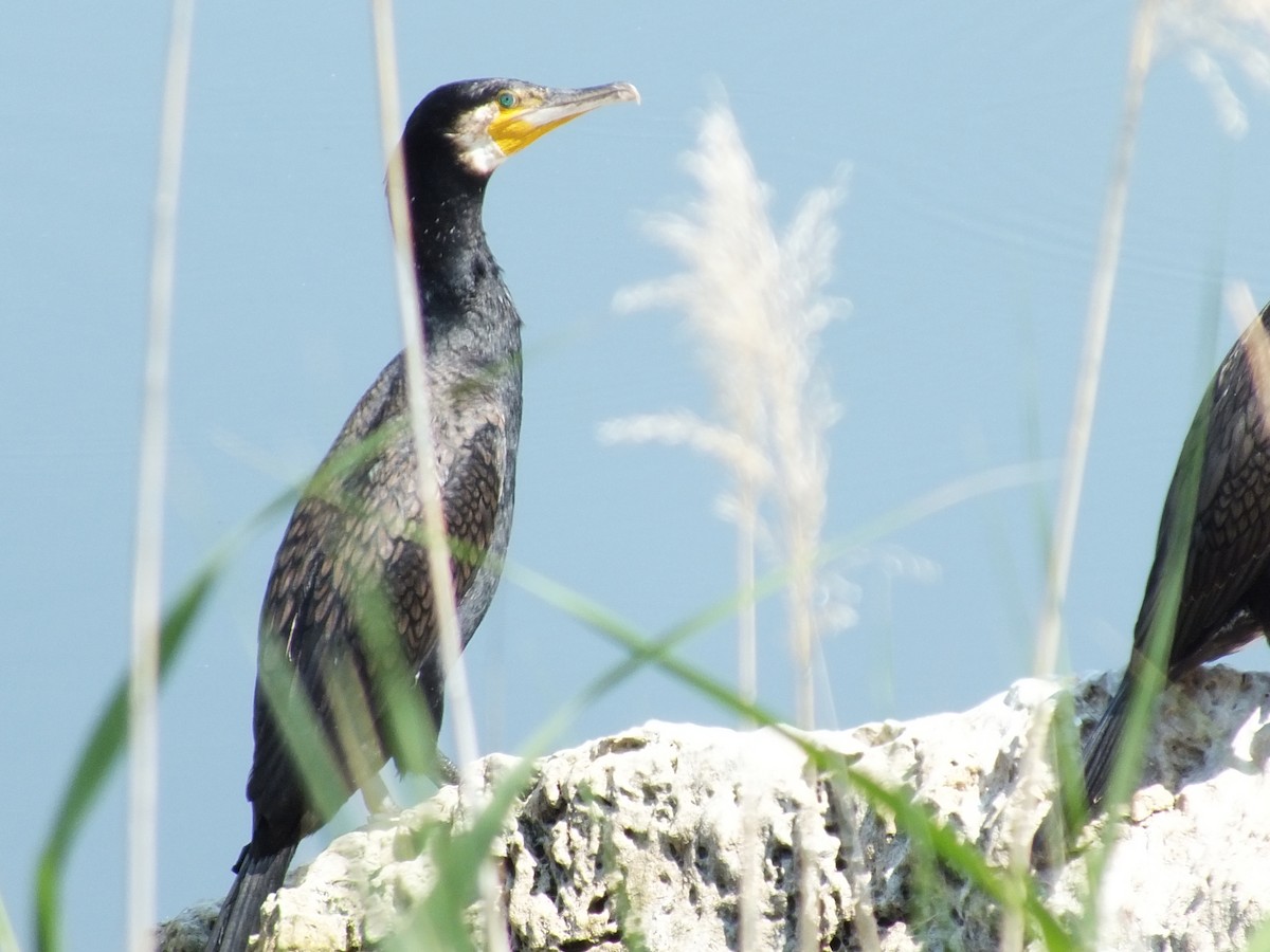 Cormorano - ML639369587