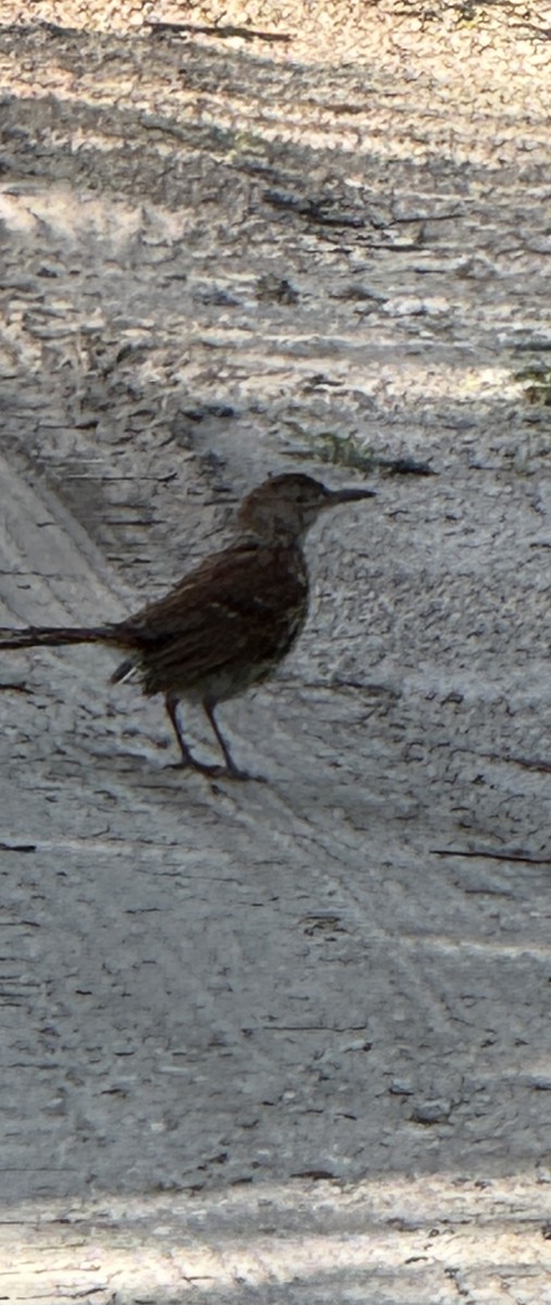 Brown Thrasher - ML639369591