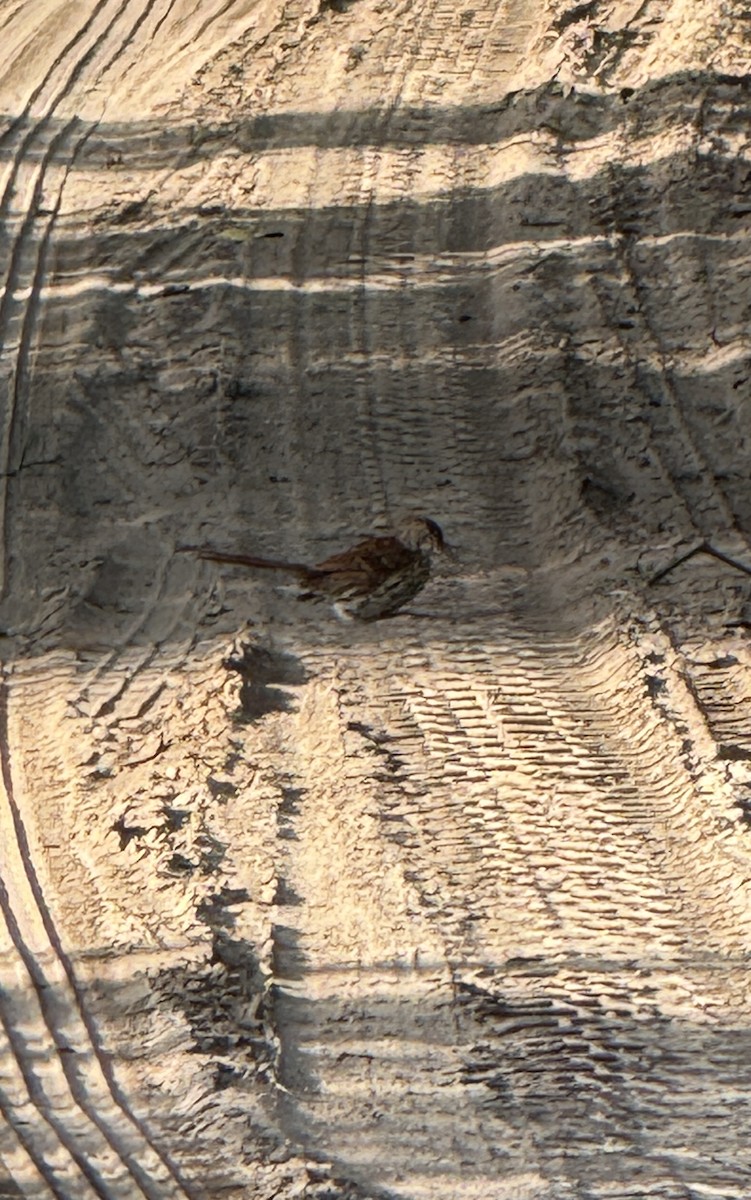 Brown Thrasher - ML639369592