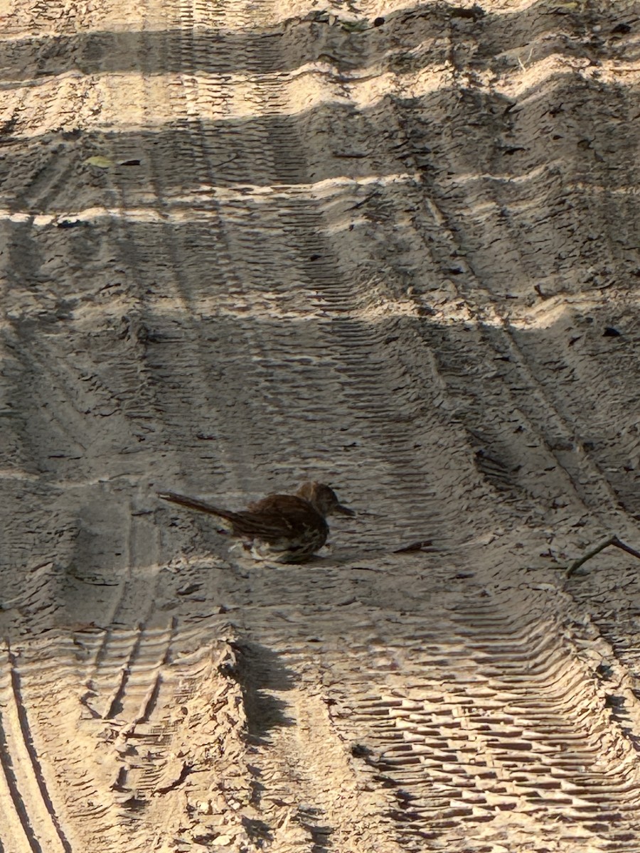 Brown Thrasher - ML639369594