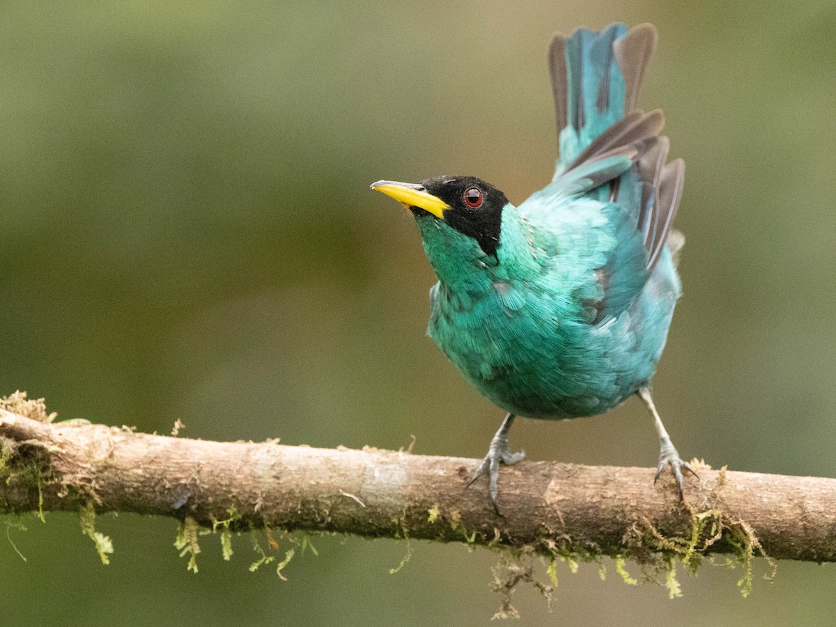 Green Honeycreeper - ML639369604