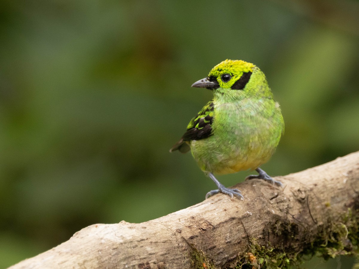 Emerald Tanager - ML639369606