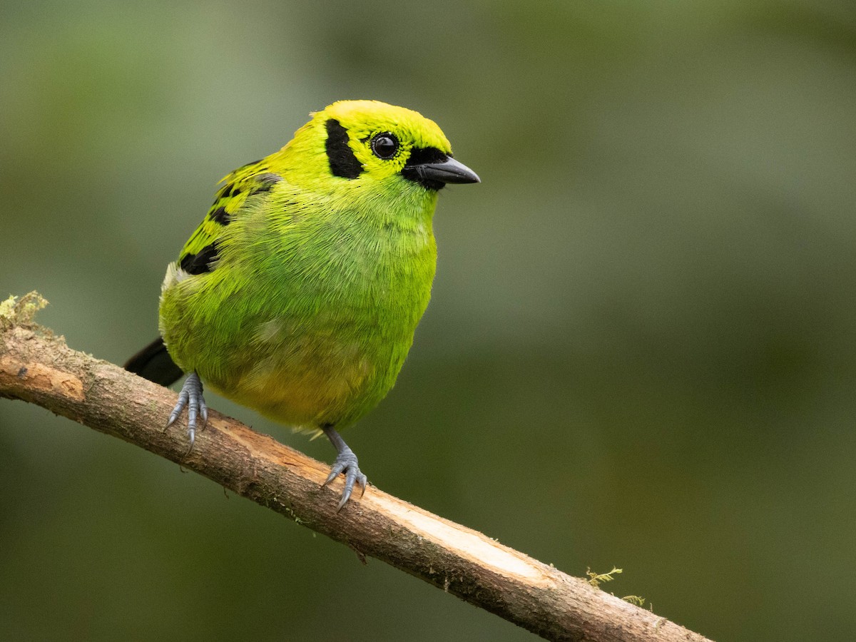 Emerald Tanager - ML639369610