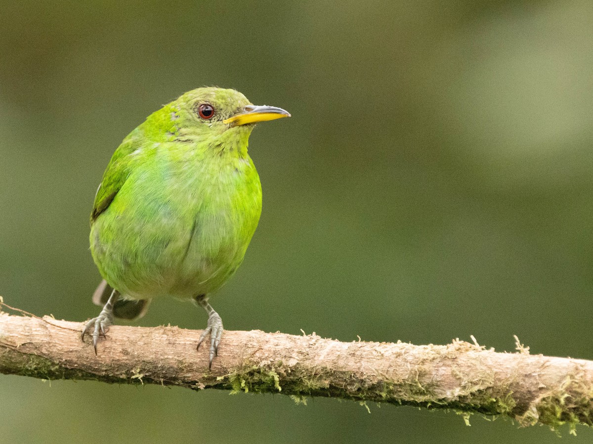 Green Honeycreeper - ML639369624