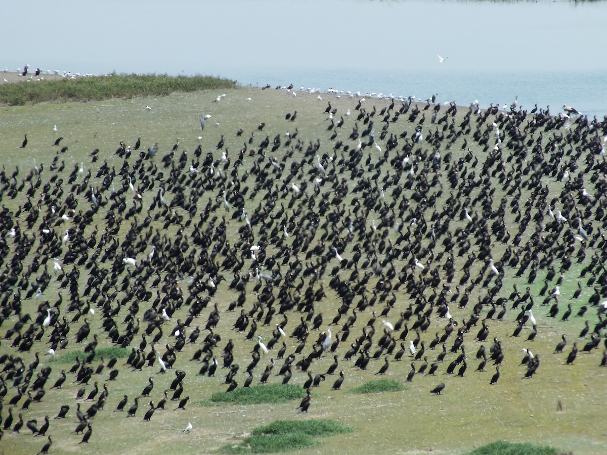Cormorano - ML639369639
