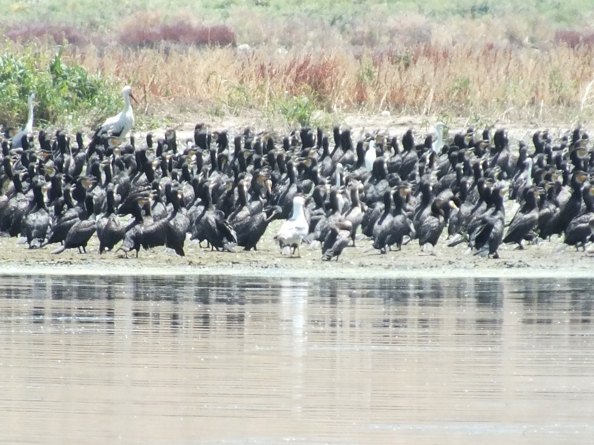 Cormorano - ML639369645