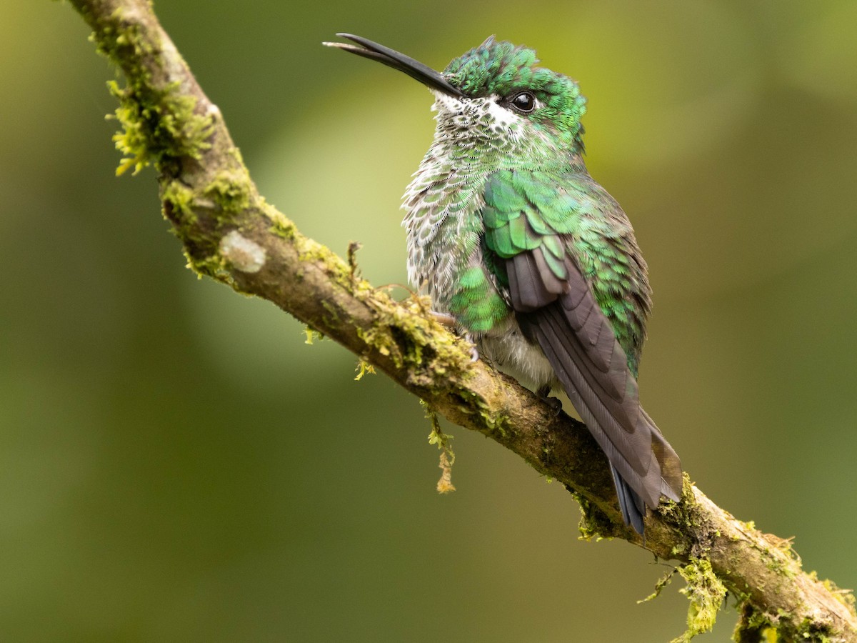 Green-crowned Brilliant - ML639369653