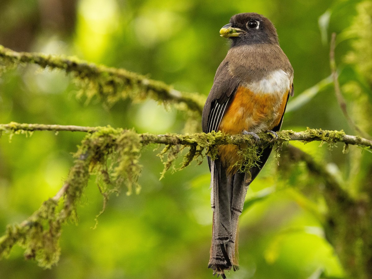 Collared Trogon - ML639369657
