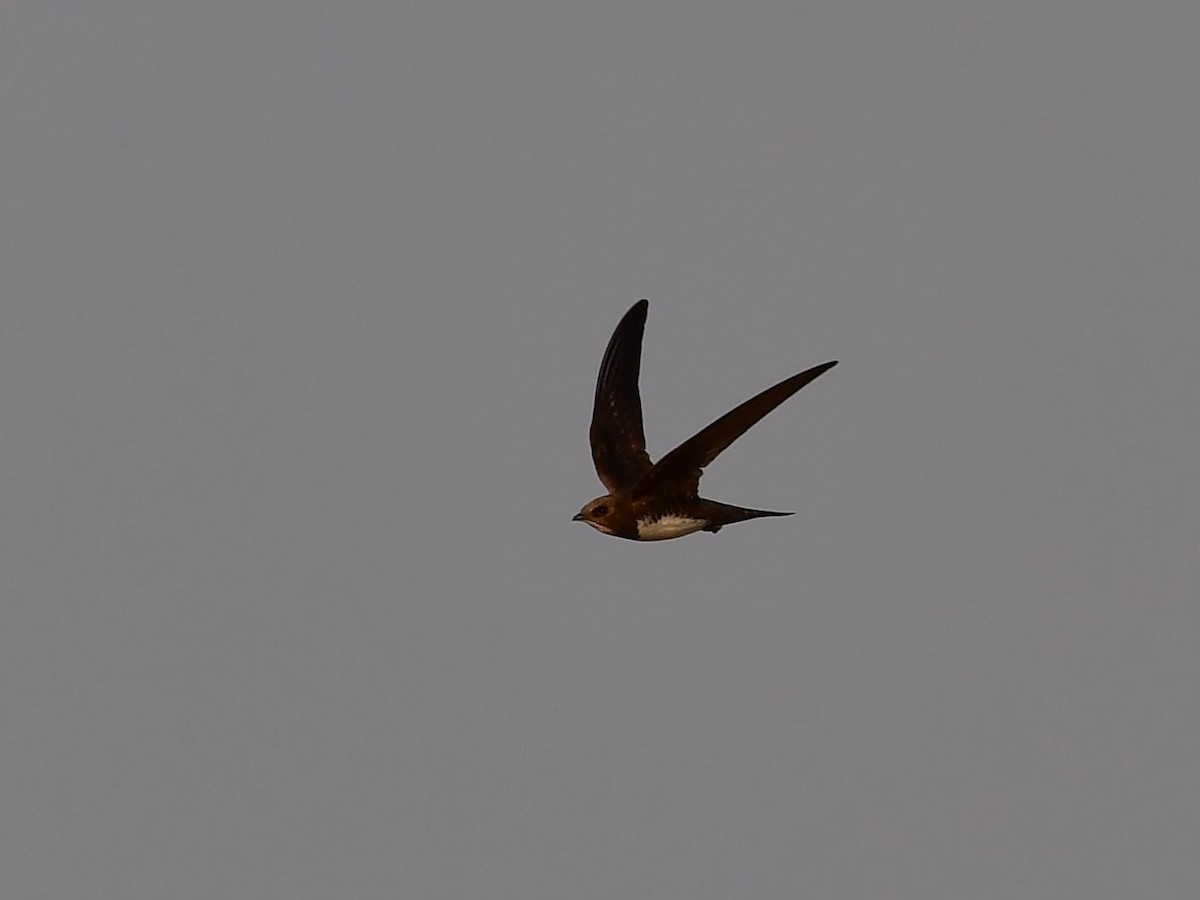 Alpine Swift - ML639369669