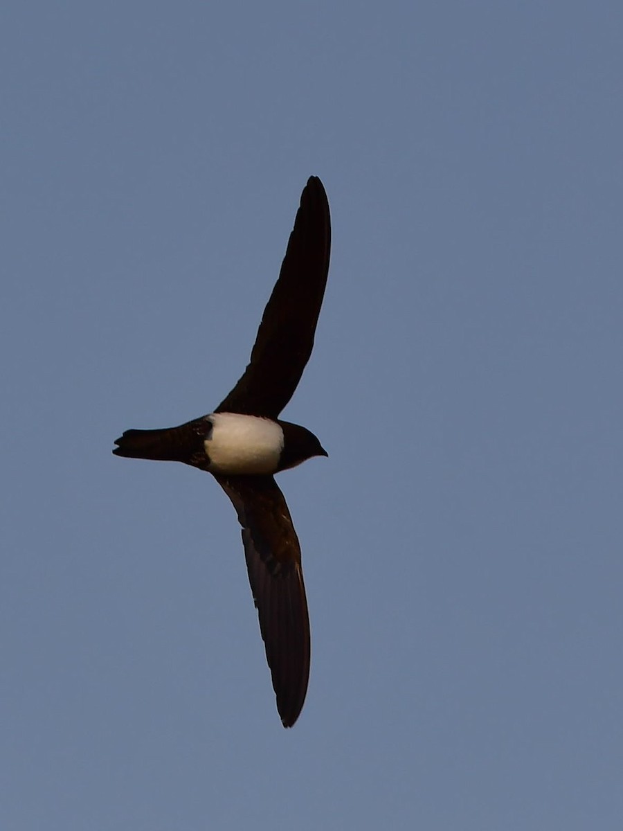 Alpine Swift - ML639369670