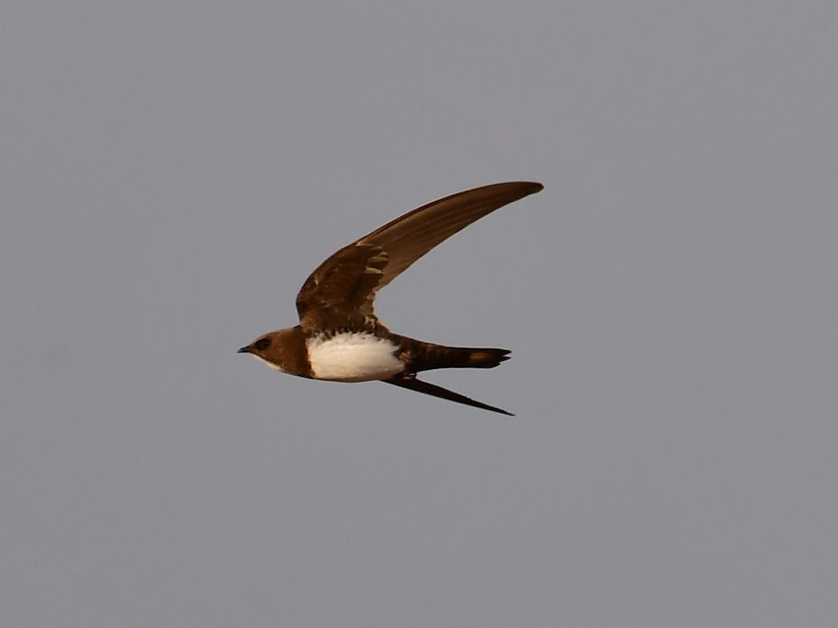 Alpine Swift - ML639369671