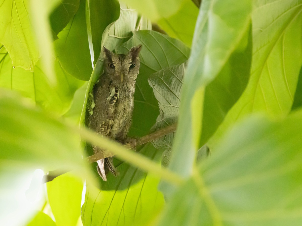Pacific Screech-Owl - ML639369690