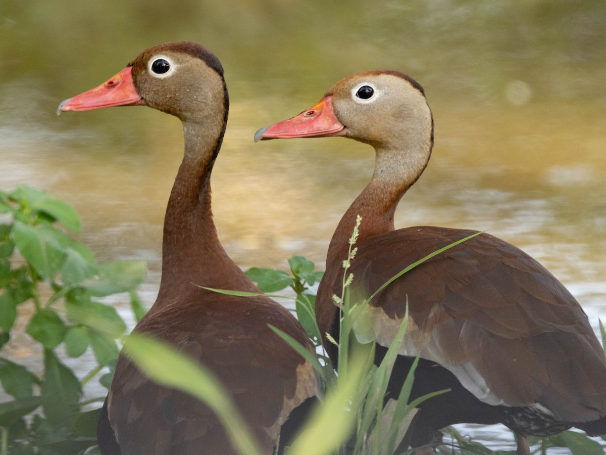 Black-bellied Whistling-Duck - ML639369709