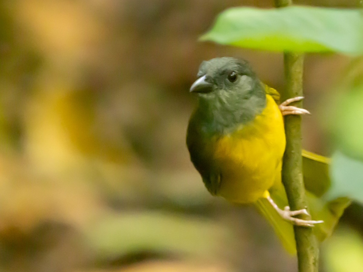 Gray-headed Tanager - ML639369757