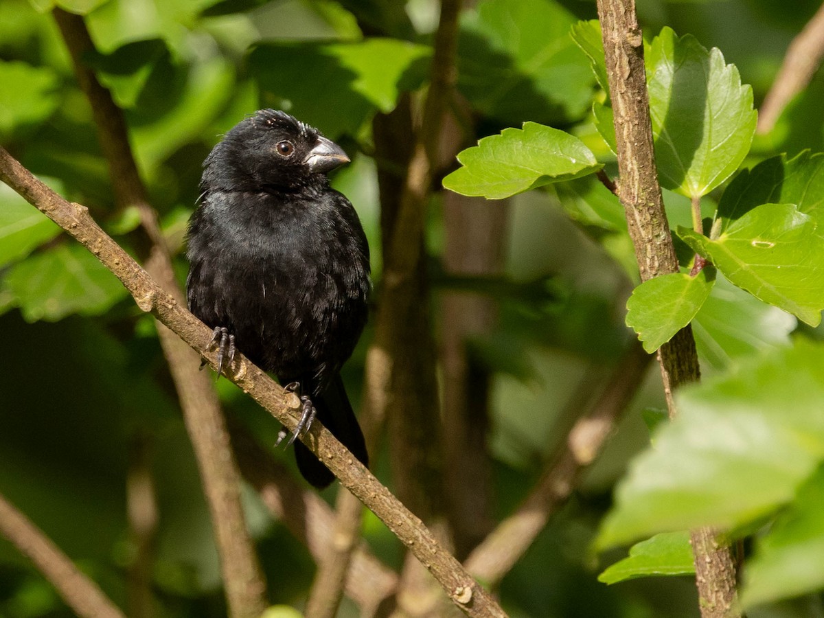 Blue-black Grosbeak - ML639369758