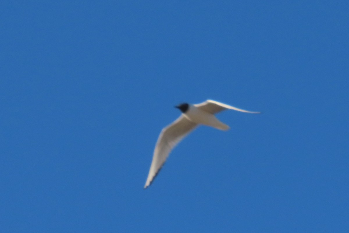 Bonaparte's Gull - ML639369805