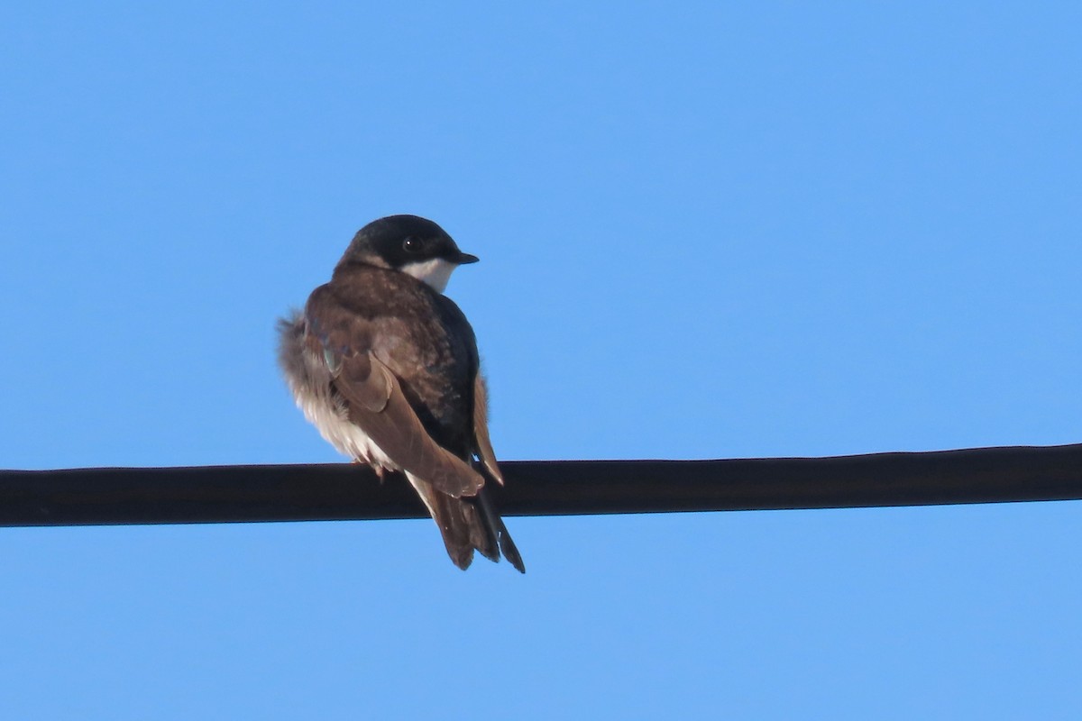 Tree Swallow - ML639369831