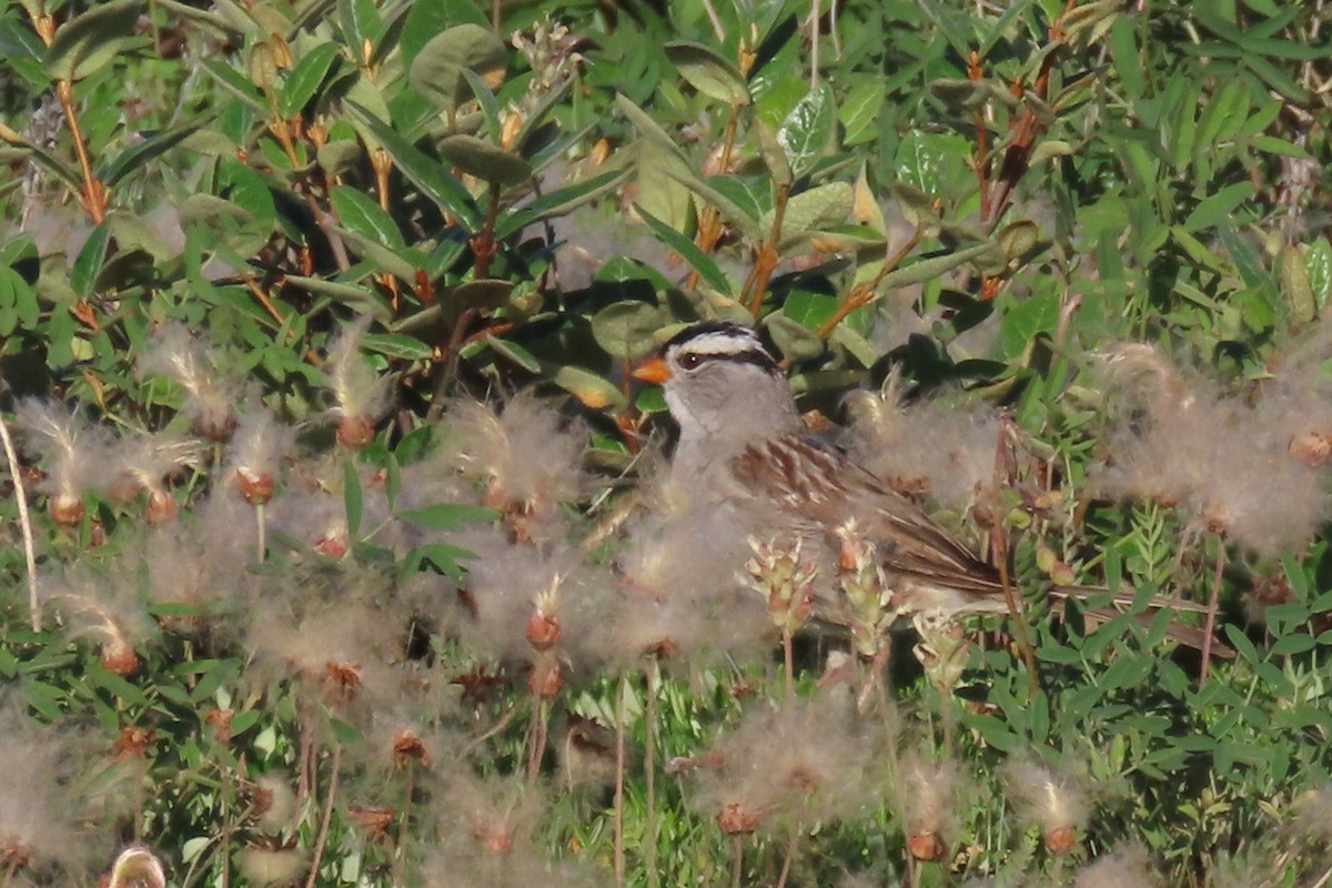 White-crowned Sparrow - ML639369840