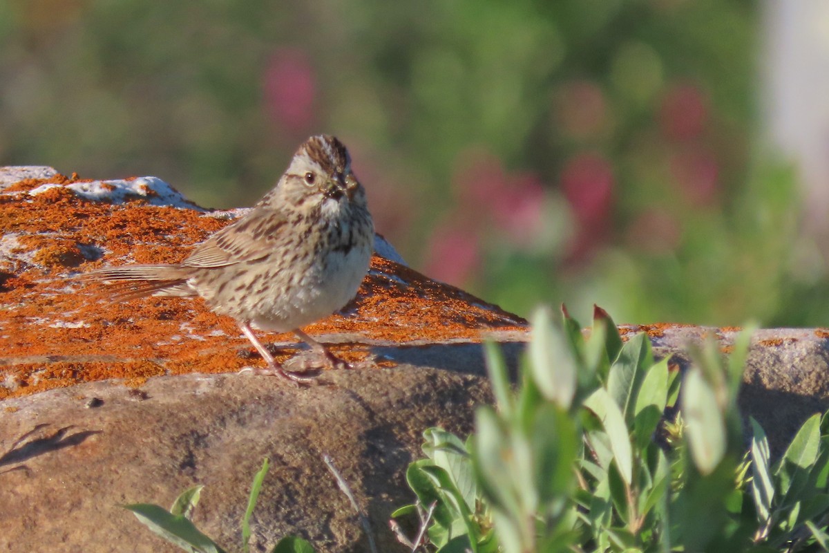 Lincoln's Sparrow - ML639369847