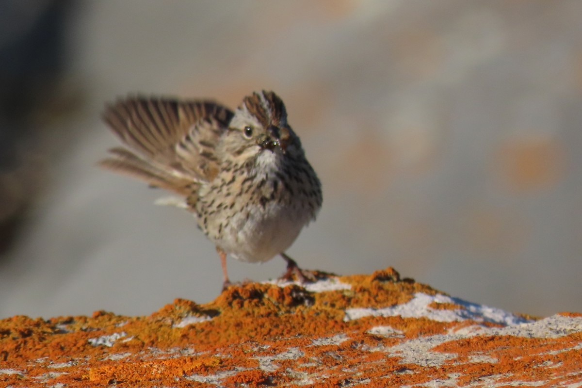 Lincoln's Sparrow - ML639369866