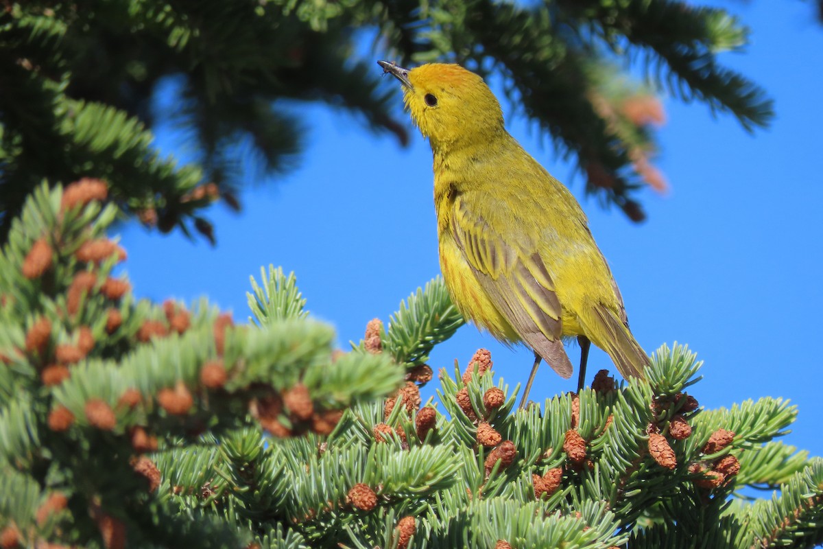 Yellow Warbler (Northern) - ML639369884