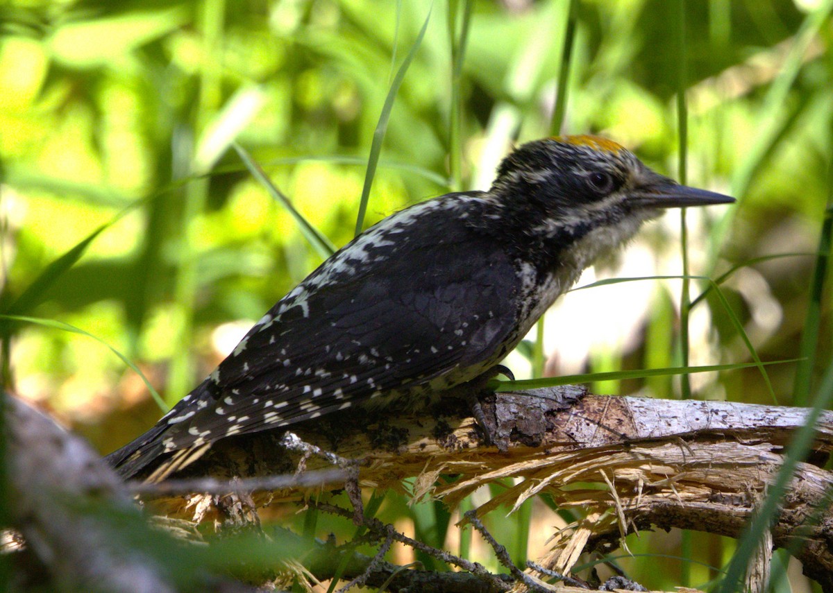 American Three-toed Woodpecker - ML639370097