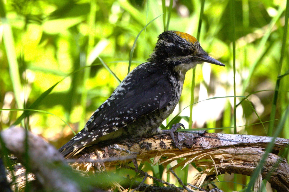 American Three-toed Woodpecker - ML639370098