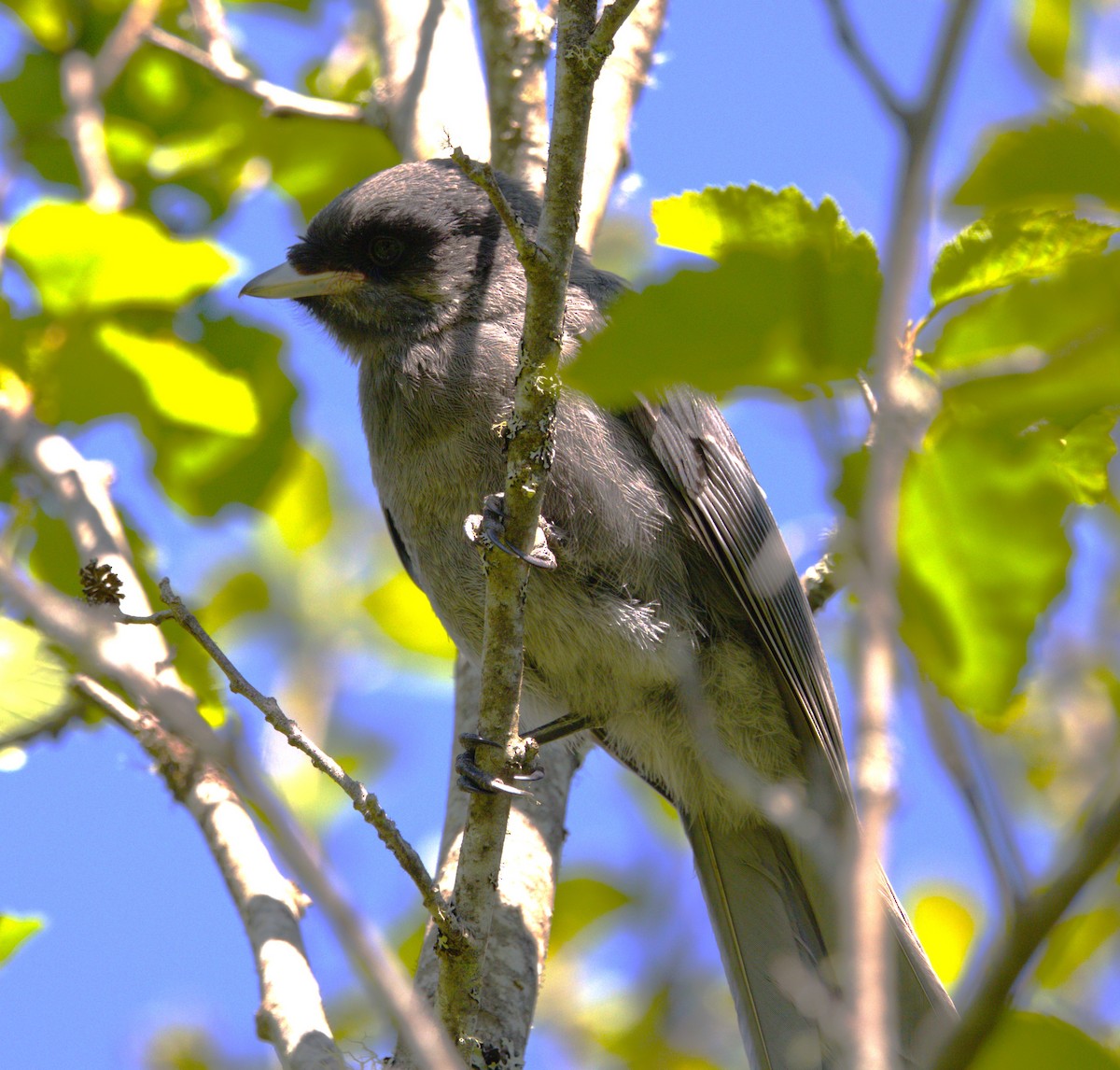 Canada Jay - ML639370102