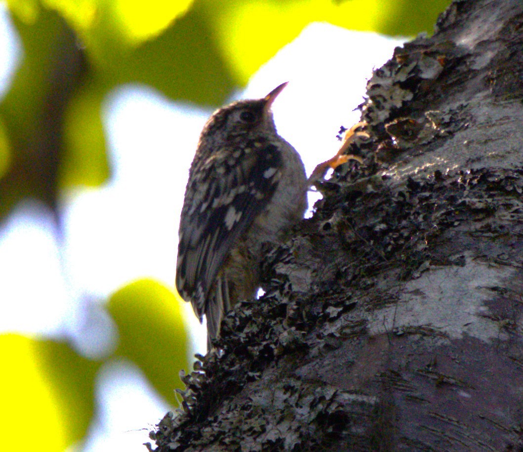 Brown Creeper - ML639370106
