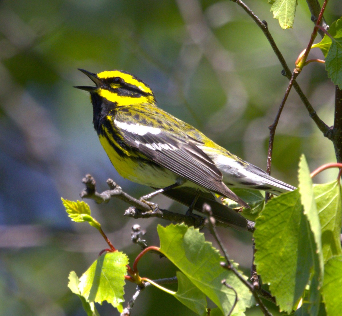 Townsend's Warbler - ML639370114