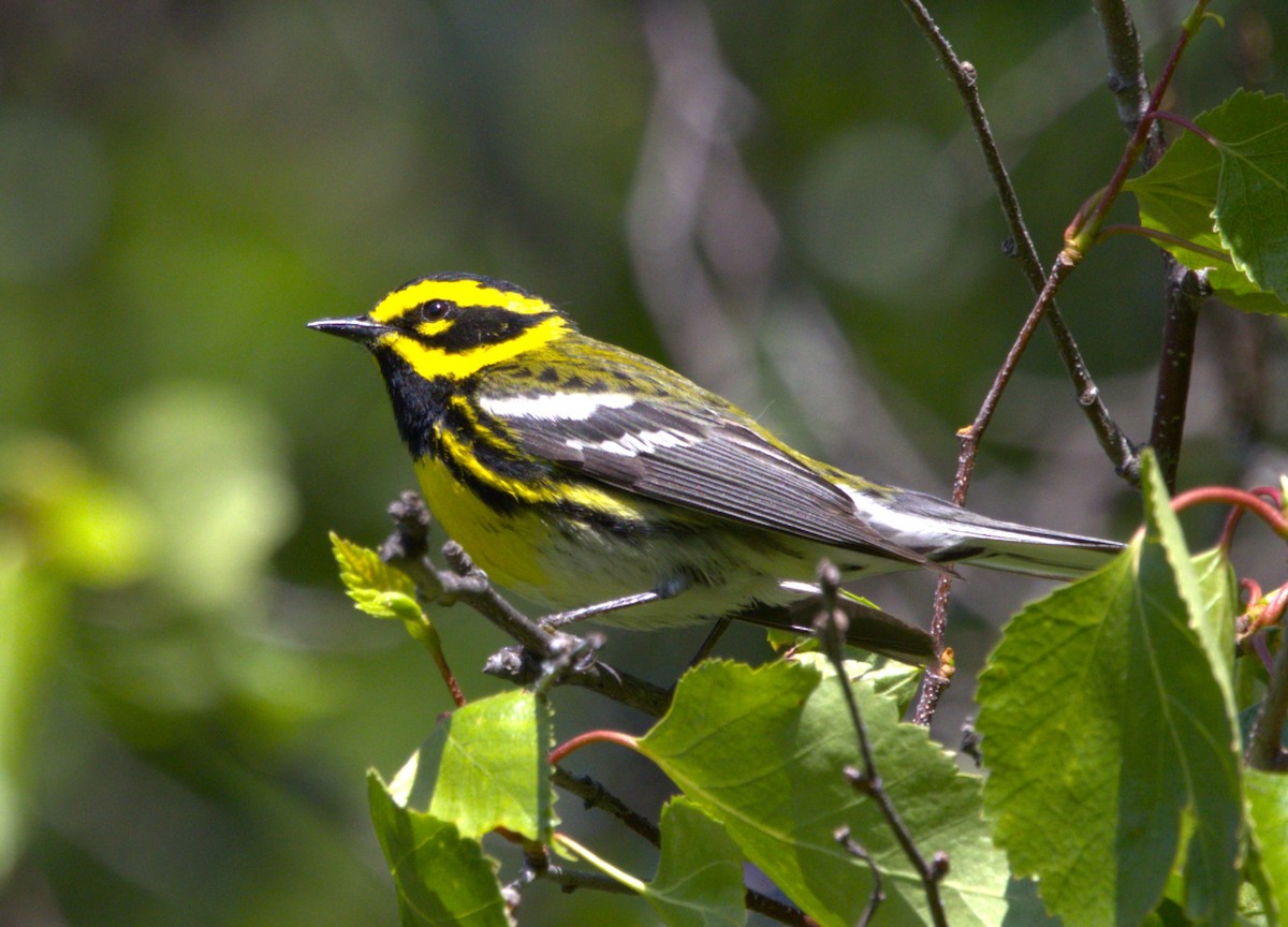 Townsend's Warbler - ML639370115