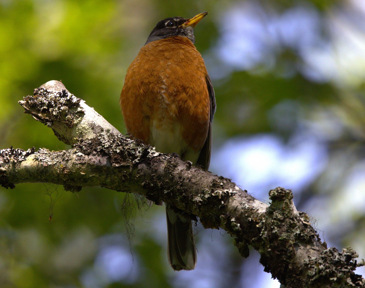 Zozo papargorria - ML639370124