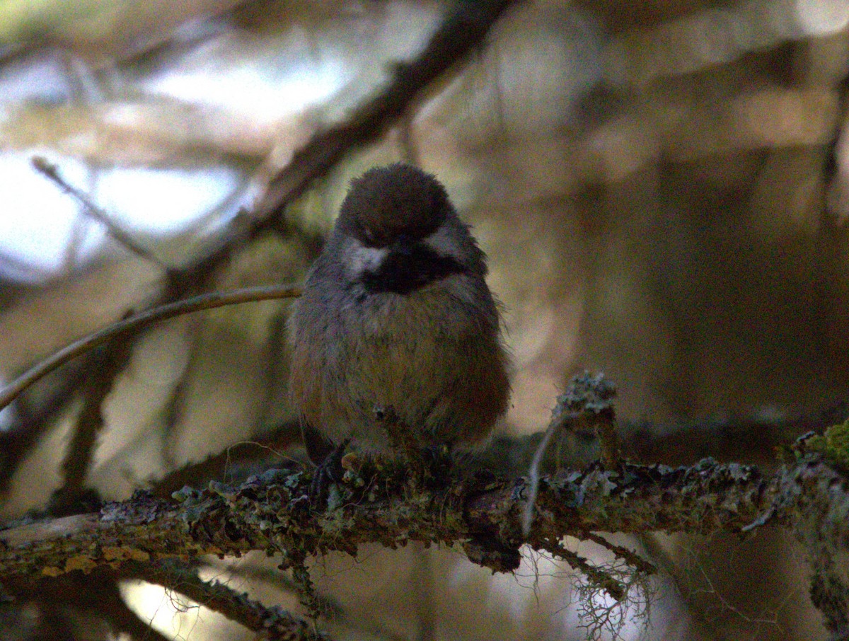 Boreal Chickadee - ML639370134