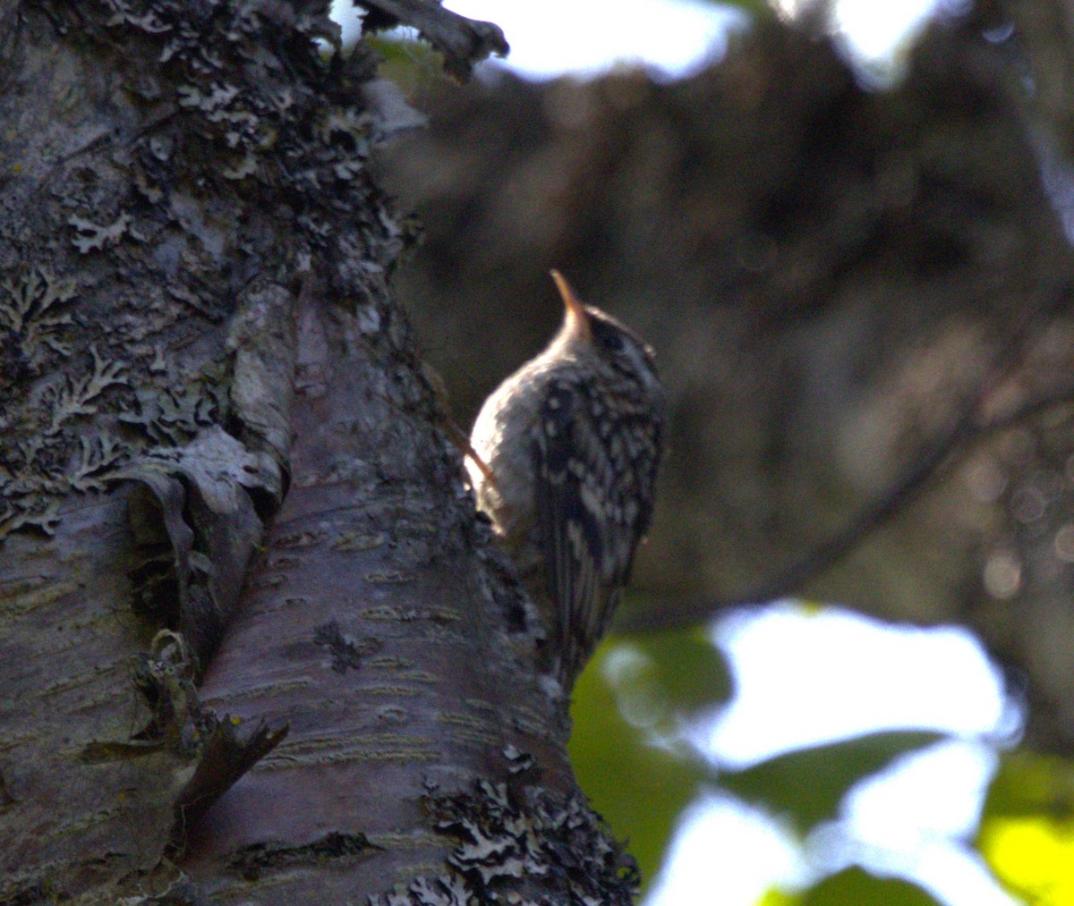 Brown Creeper - ML639370138