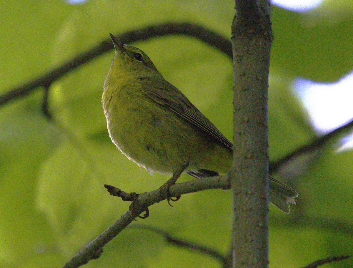Orange-crowned Warbler - ML639370146