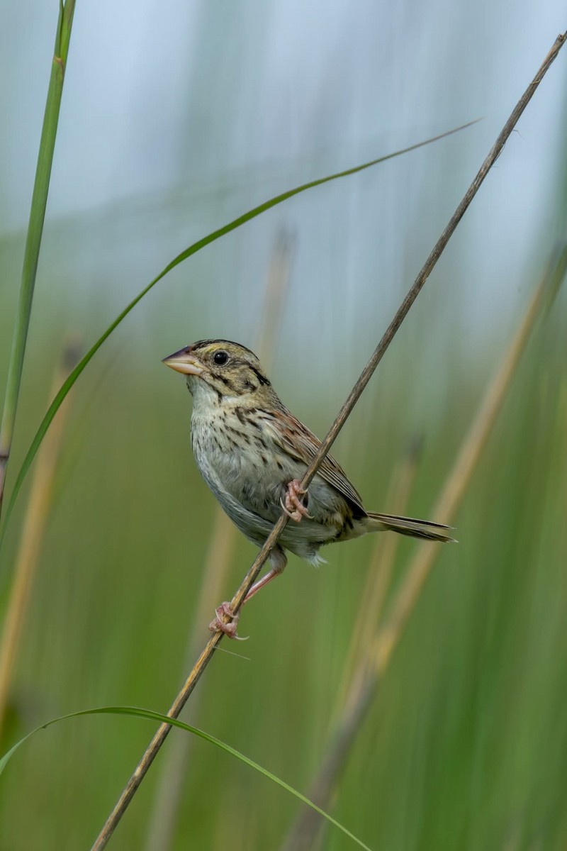 Henslow's Sparrow - ML639370161