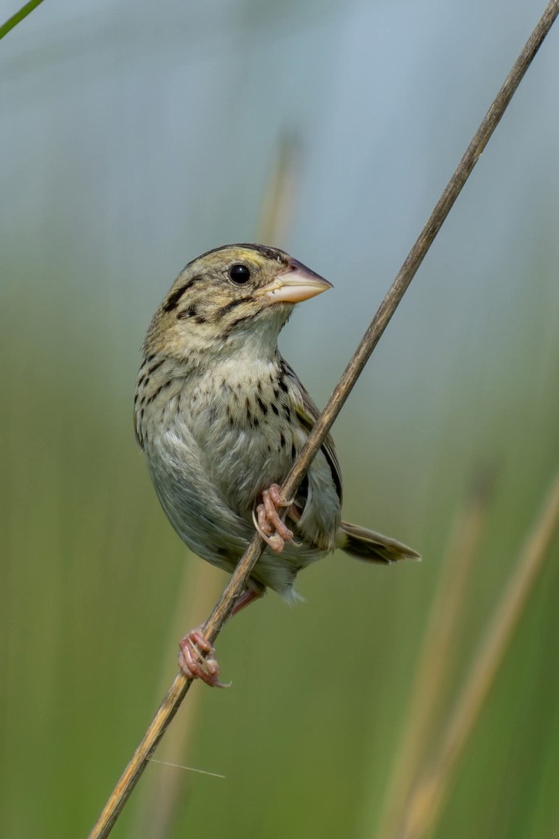 Henslow's Sparrow - ML639370165