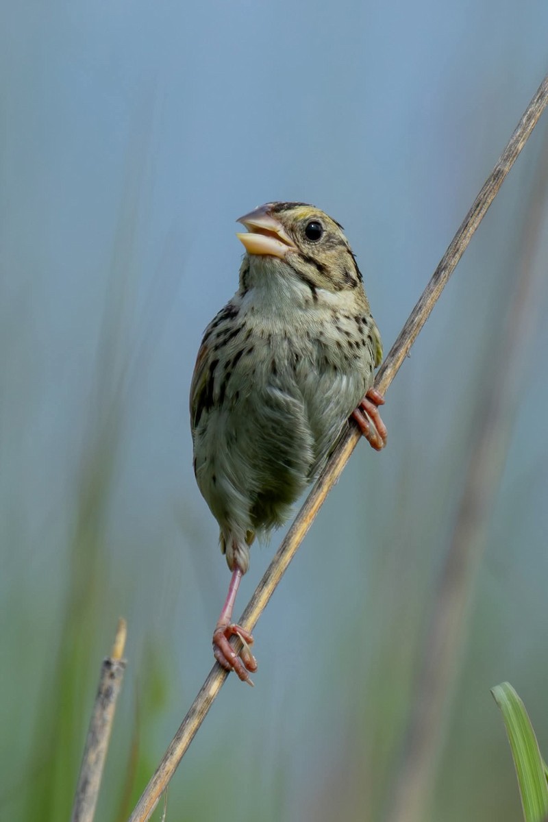 Henslow's Sparrow - ML639370170