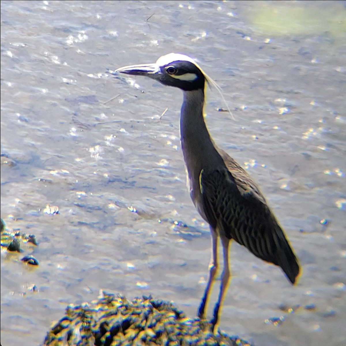 Yellow-crowned Night Heron - ML639370239
