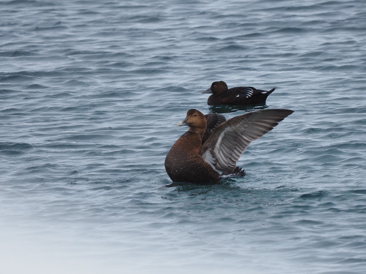 Steller's Eider - ML639370268